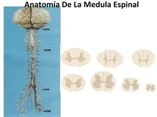 Anatomía De La Medula Espinal
 