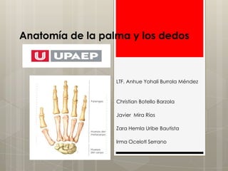 Anatomía de la palma y los dedos



                  LTF. Anhue Yohali Burrola Méndez


                  Christian Botello Barzola

                  Javier Mira Ríos

                  Zara Hemla Uribe Bautista

                  Irma Ocelotl Serrano
 