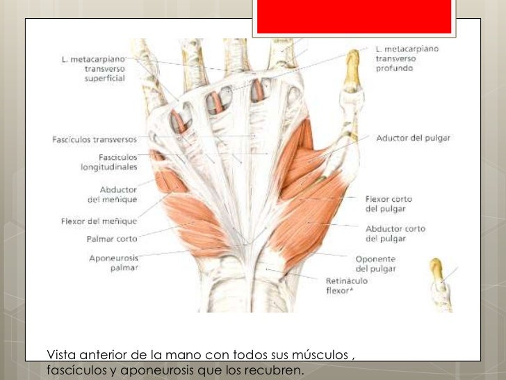 Anatomia Humana Latarjet Tomo 2 Pdf Anatomia Humana Latarjet Tomo 2 Pdf