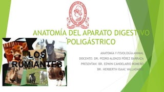 ANATOMÍA DEL APARATO DIGESTIVO
POLIGÁSTRICO
ANATOMÍA Y FISIOLOGÍA ANIMAL
DOCENTE: DR. PEDRO ALONZO PÉREZ BARRAZA
PRESENTAN: BR. EDWIN CANDELARIO ROMERO
BR. HERBERTH ISAAC VALLADARES
 