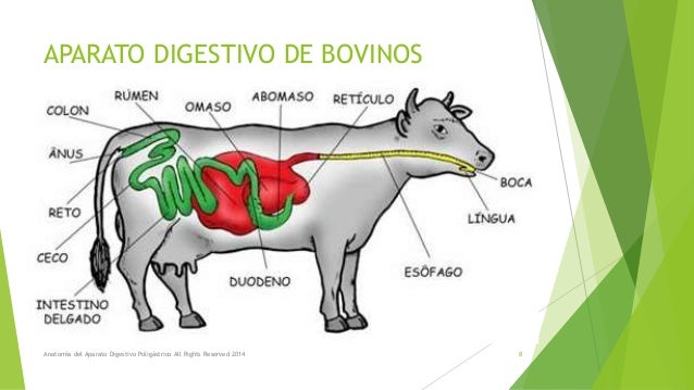 Anatomía del aparato digestivo poligástrico