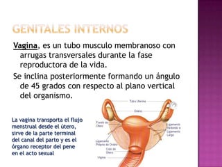 Vagina, es un tubo musculo membranoso con
  arrugas transversales durante la fase
  reproductora de la vida.
Se inclina posteriormente formando un ángulo
  de 45 grados con respecto al plano vertical
  del organismo.

La vagina transporta el flujo
menstrual desde el útero,
sirve de la parte terminal
del canal del parto y es el
órgano receptor del pene
en el acto sexual
 