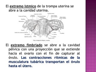 El extremo ístmico de la trompa uterina se
  abre a la cavidad uterina.




El extremo fimbriado se abre a la cavidad
  pélvica con una proyección que se extiende
  hacia el ovario con el fin de capturar al
  óvulo. Las contracciones rítmicas de la
  musculatura tubárica transportan el óvulo
  hasta el útero.
 