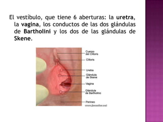El vestíbulo, que tiene 6 aberturas: la uretra,
  la vagina, los conductos de las dos glándulas
  de Bartholini y los dos de las glándulas de
  Skene.
 