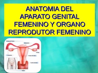 ANATOMIA DELANATOMIA DEL
APARATO GENITALAPARATO GENITAL
FEMENINO Y ORGANOFEMENINO Y ORGANO
REPRODUTOR FEMENINOREPRODUTOR FEMENINO
 