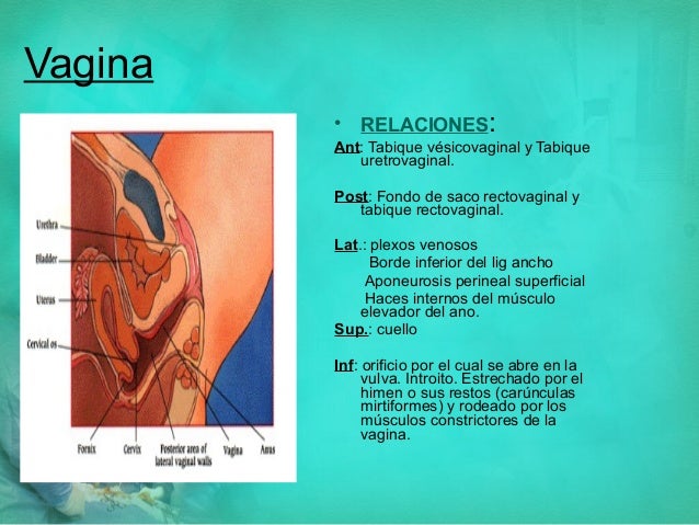 Anatomía del aparato genital femenino