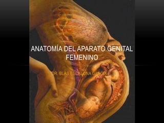 DR. BLAS ESCALONA GARCIA
ANATOMÍA DEL APARATO GENITAL
FEMENINO
 
