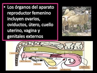 Anatom a Del Aparato Reproductor De La Hembra Animales PPTX anatom-a-del-aparato-reproductor-de-la-hembra-animales-pptx