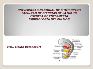 UNIVERSIDAD NACIONAL DE CHIMBORAZO
         FACULTAD DE CIENCIAS DE LA SALUD
              ESCUELA DE ENFERMERÍA
             EMBRIOLOGÍA DEL PULMON




MsC. Cielito Betancourt
 