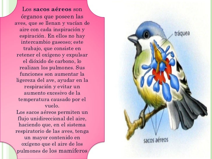 El aumento de los pechos ivanovo