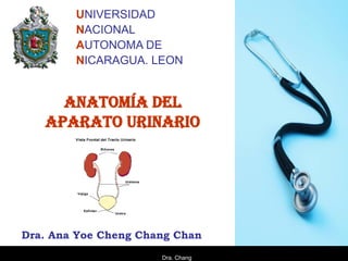UNIVERSIDAD
        NACIONAL
        AUTONOMA DE
        NICARAGUA. LEON


     ANATOMÍA DEL
   APARATO URINARIO




Dra. Ana Yoe Cheng Chang Chan
                      Dra. Chang
 