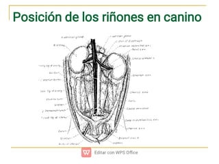 ANATOMÍA DEL APARATO UROGENITal .pdf