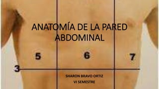 ANATOMÍA DE LA PARED
ABDOMINAL
SHARON BRAVO ORTIZ
VI SEMESTRE
 