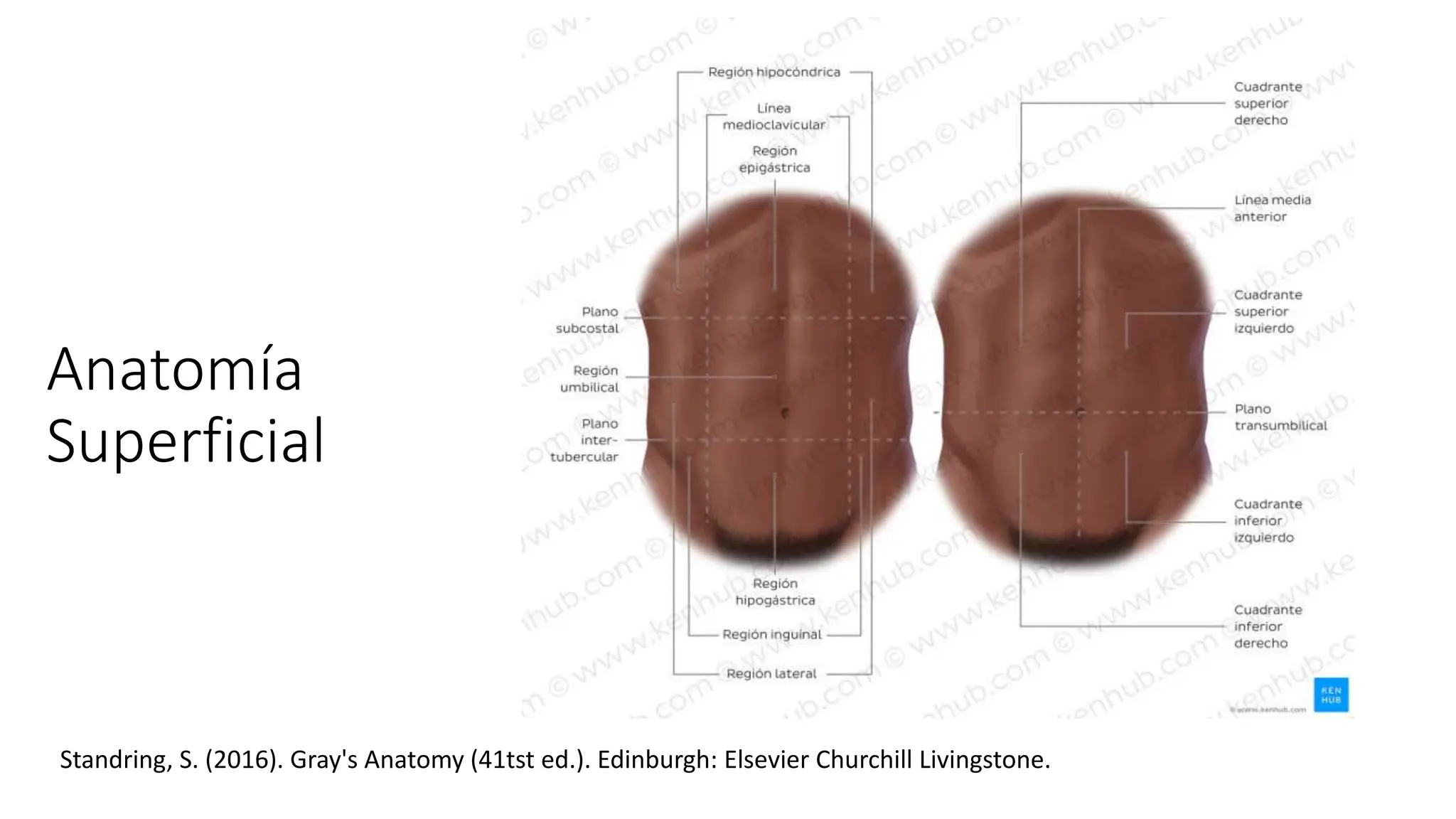 Anatomía de la pared abdominal solamente estudio | PPTX