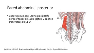 Anatomía de la pared abdominal solamente estudio | PPTX