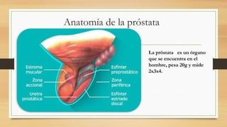 Anatomía de la próstata-Anatomía de la próstata.pptx