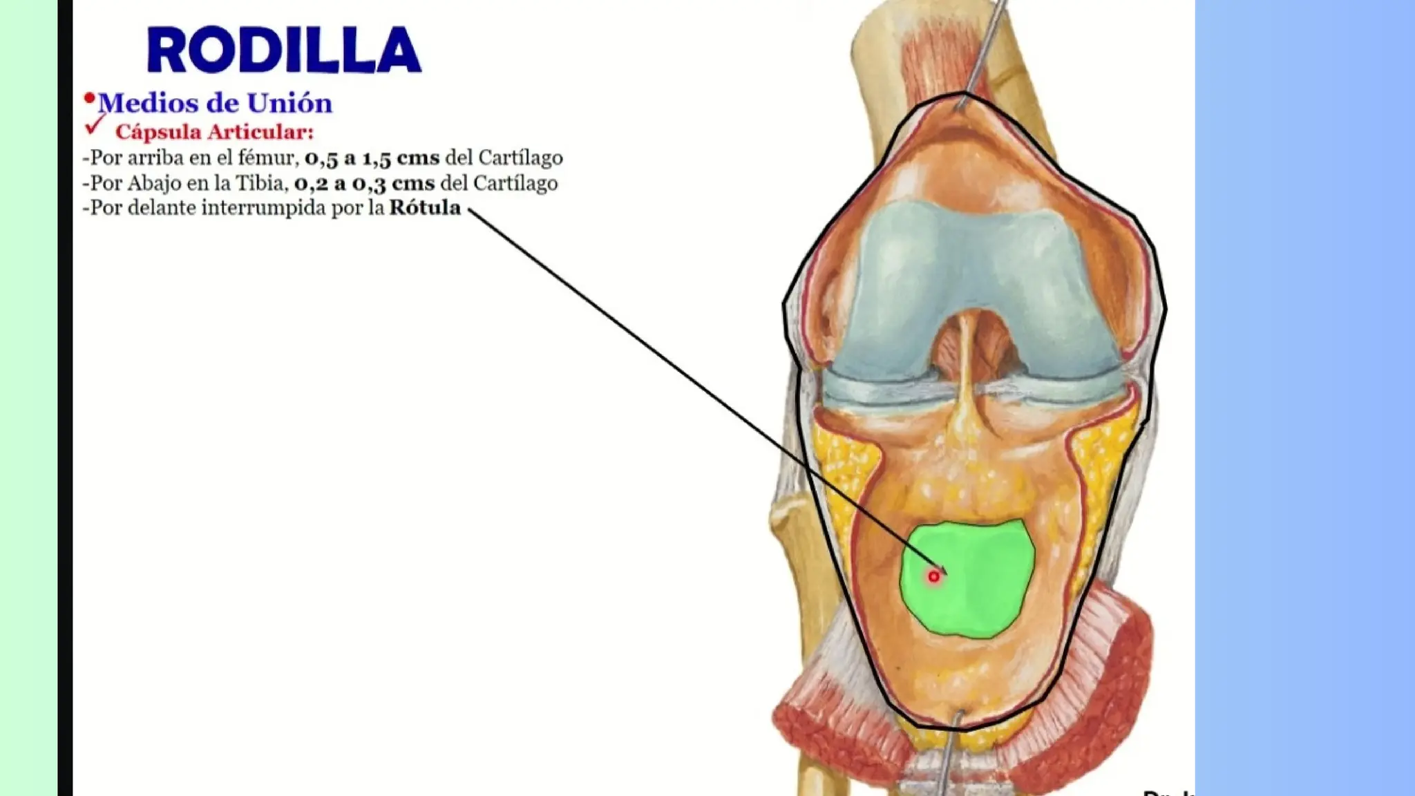 Anatomía de la rotula_20231123_224421_0000.pdf