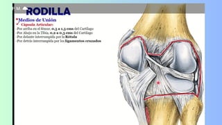 Anatomía de la rotula_20231123_224421_0000.pdf