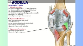 Anatomía de la rotula_20231123_224421_0000.pdf