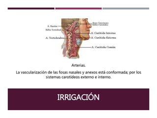 IRRIGACIÓN
Arterias.
La vascularización de las fosas nasales y anexos está conformada; por los
sistemas carotídeos externo e interno.
 