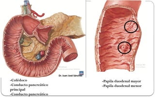 estructura Anatomica de las vías biliares.pptx