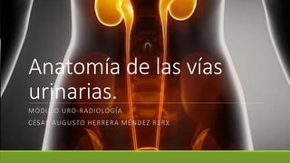 Anatomía de las vías
urinarias.
MÓDULO URO-RADIOLOGÍA
CÉSAR AUGUSTO HERRERA MÉNDEZ R1RX
 