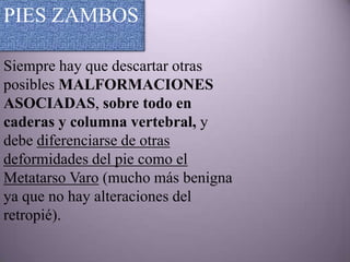 PIES ZAMBOS

Siempre hay que descartar otras
posibles MALFORMACIONES
ASOCIADAS, sobre todo en
caderas y columna vertebral, y
debe diferenciarse de otras
deformidades del pie como el
Metatarso Varo (mucho más benigna
ya que no hay alteraciones del
retropié).
 