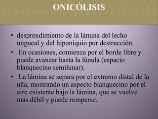 ONICÓLISIS


• desprendimiento de la lámina del lecho
  ungueal y del hiponiquio por destrucción.
• En ocasiones, comienza por el borde libre y
  puede avanzar hasta la lúnula (espacio
  blanquecino semilunar).
• La lámina se separa por el extremo distal de la
  uña, mostrando un aspecto blanquecino por el
  aire existente bajo la lámina, que se vuelve
  más débil y puede romperse.
 
