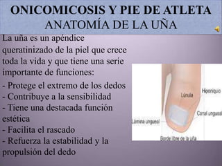 ONICOMICOSIS Y PIE DE ATLETA
      ANATOMÍA DE LA UÑA
La uña es un apéndice
queratinizado de la piel que crece
toda la vida y que tiene una serie
importante de funciones:
- Protege el extremo de los dedos
- Contribuye a la sensibilidad
- Tiene una destacada función
estética
- Facilita el rascado
- Refuerza la estabilidad y la
propulsión del dedo
 