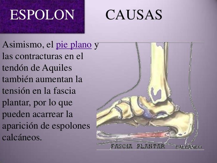 Anatomía de la uña (2)