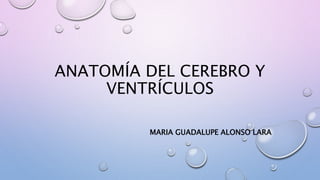 ANATOMÍA DEL CEREBRO Y
VENTRÍCULOS
MARIA GUADALUPE ALONSO LARA
 