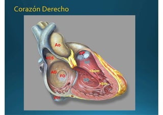 Anatomía del corazón