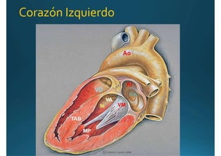 Anatomía del corazón