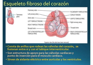 Anatomía del corazón