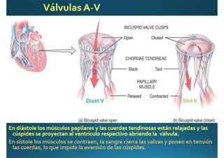 Anatomía del corazón