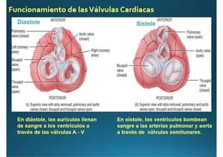 Anatomía del corazón