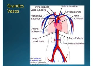 Anatomía del corazón