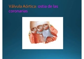 Anatomía del corazón