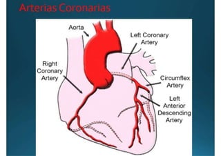 Anatomía del corazón