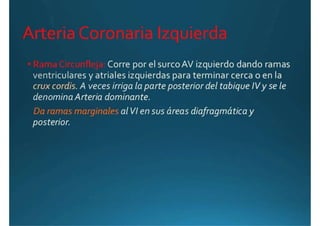 Anatomía del corazón