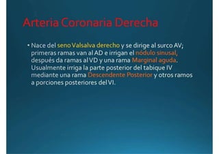 Anatomía del corazón