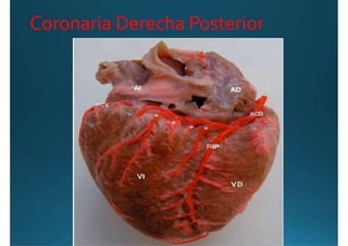 Anatomía del corazón