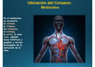 Anatomía del corazón