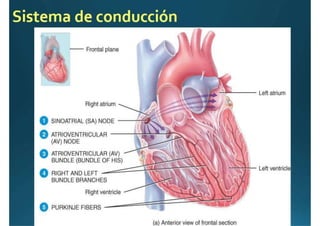 Anatomía del corazón