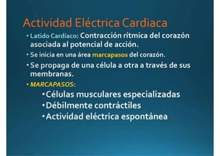 Anatomía del corazón