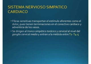 Anatomía del corazón