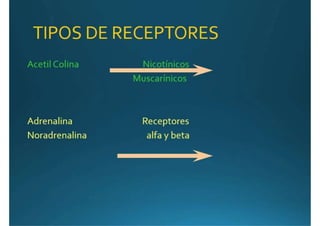 Anatomía del corazón