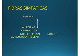 Anatomía del corazón