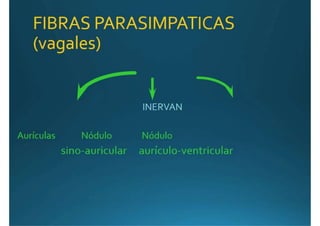 Anatomía del corazón