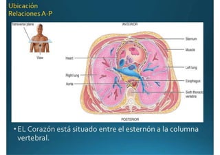 Anatomía del corazón